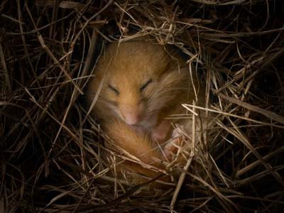 hibernation - hibernating dormouse