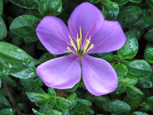 flower - A beautiful violet flower amidst a busy city life. This was taken at 6 o'clock in the morning...dew still wet the deep green leaves. A wonderful and vibrant creation makes one appreciate the Creator...