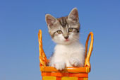 Kitten - Picture of a kitten in a basket....Too Cute