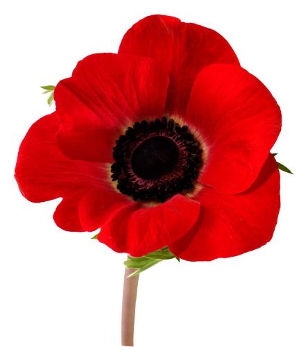 Poppy - Poppy for Remembrance Day in Canada.
