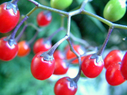 berries - Berries boast a high level of antioxidants