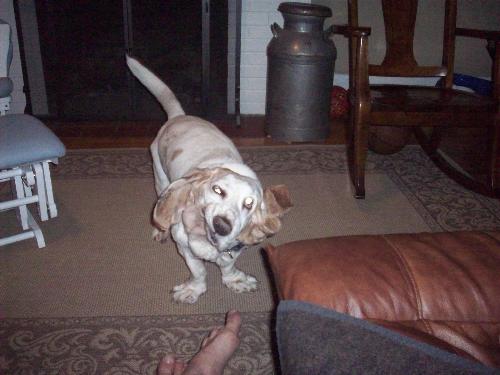 Jowel dog - This is a picture of a bassett hound joweling. enjoy