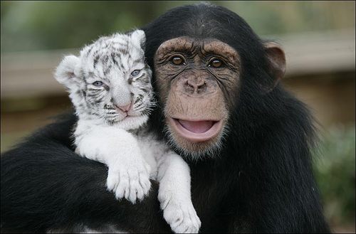 We are great friends! - Chimp and white tiger smiling for the camera!