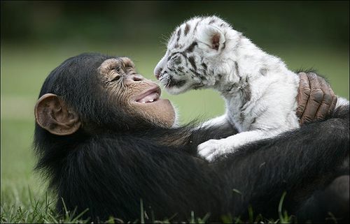 Chimp and white tiger playing - Tiger holding down the Chimp!