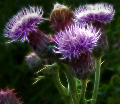 Thistle blossom - These nasty, prickly weeds produce the prettiest blossoms, don't they?