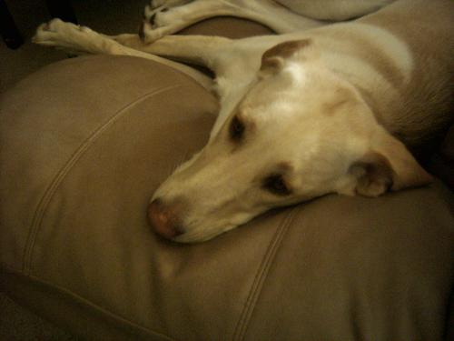 Snickers on couch - Snickers likes to lay on the couch& take a nap or relax& watch TV!