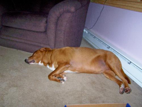 Sable relaxing - Here's Sable, just spreading out relaxing by the heater