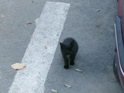 The black kitty checking me out - It seems that curiosity overcome his fear and finaly decided to face me once and for all.