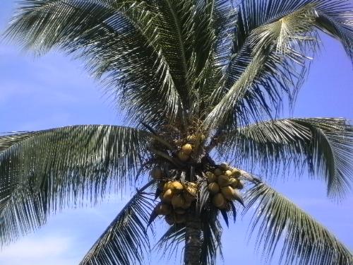 Fruit of Life - One of the creation of God that gives us food which every part of it is useful and its not wasted. It gives food,water, shelter and a lot more.