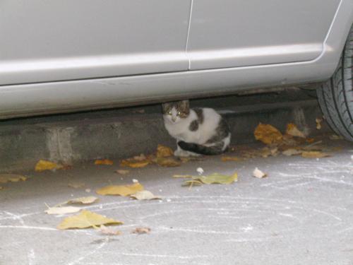 Another kitty, different from the previos ones - This is a picture i took today as well, but this is another kitty closer to home - i suspect this one is about 2 or maybe 3 months old.