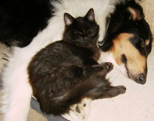 Slate and Braedyn - My Collie and My Kitty slate -were best of friends!