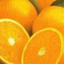 Beautiful oranges - A picture of some beautiful oranges