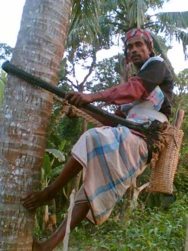 Climbing up a tree - My cousin is climbing up a tree.