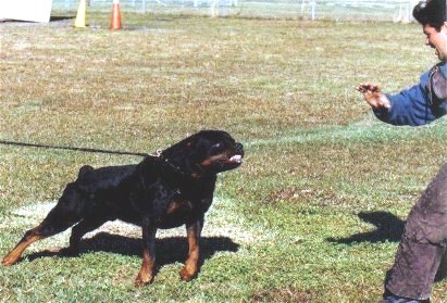 A Rottwieler - image of a Rottwieler