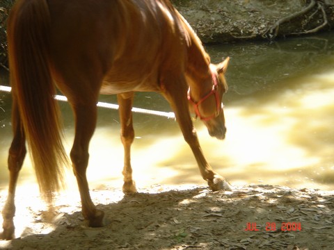 My Romeo - After a ride in the foothills of San Dimas, CA., I let my horse Romeo explore a small creek. The sunlight reflection on the water was something he found very interesting and possibly a little scary. He never did get into the water!