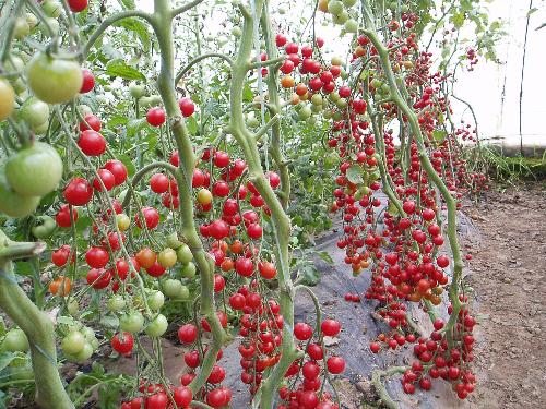 The tomato - This is the tomatoes in our own field.It is so yields and the fruit is beautiful. Good taste for the fruit.