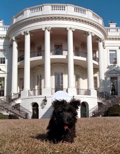Barney - Bush's First Dog