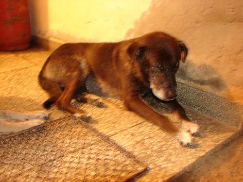Kaaloo the Boss of Our Family - We have five Dogs, Kaaloo, Micky, Danny,Brownie and Khali !