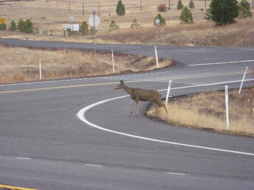 Doe a Deer..... lalala a female dear - I took this photo as she was crossing Hwy 97 in Golendale, WA