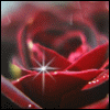 'RED ROSES' resembles love and respect and is the  - Deep Red is the rarest color in gardening and roses ( along with TULIPS) provide the purest reds of all flowers. There are reasons,why red roses are desirable in the gardener's palette.Even though red is not the brightest color in the garden the human eye always come back to it.  Red can overwhelm and should be used with a subtle touch here and there in the garden;roses by their very nature are focal points.Combine the color Red with the queen of flowers,and you have the perfect specimen plant. Ared rose should always be memorable in the landscape whether dignified or aflame.Red roses are at their absolute best in a green landscape,as other colors,especially yellow and ornage will share the lime light.  I made a little song about the Rose, And sang it for the rose to hear, Red,red rose,she blew her breath, Then she closed her eys and breathed the fragrance in, Tell me Red,red rose where does the love begins, The red rose flushed redder with delight, And like a queen her head she raised.  The 'R' in the word rose represents  The radiance of beauty of the rose, The 'O' represents the outstanding, Depths of colur of each petals of rose, The 'S' represents the softness Of each petal of rose, The 'E' represents the everlasting  Beauty of the rose for rose soon fades and dies. For the everlasting beauty stays in the mind of us forever.