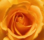 'YELLOW ROSES' represent Joy. - Yellow roses are autumn roses