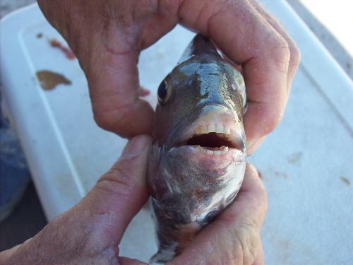 Sheepshead - Believe it or not, this fish can actually smile, lol.
