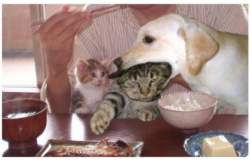 Dog,s & cats - eating together but there nature of retaliation is still there .....amazing
