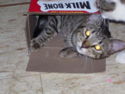 Whiskers-in-a-box - Whiskers manages to fit himself in the smallest spaces! And he's happy there too!