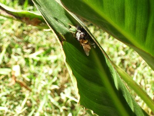 Spider having a bee for lunch - A black fuzzy spider managed to catch a honey bee for its meal