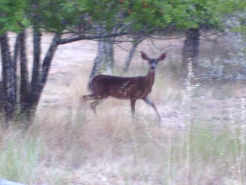 One of the local &#039;residents" - Just one of the local family of deer that live on my brother&#039;s property