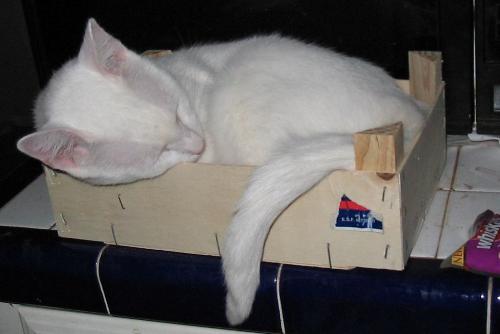 Timus in a box - See - here's one of Timus - in a box!