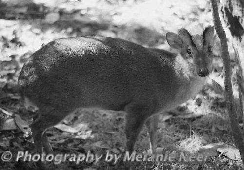 Pudu Deer at Discovery Island - image of a pudu deer