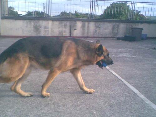 German Shepherd - My Dog 'Hendricks'