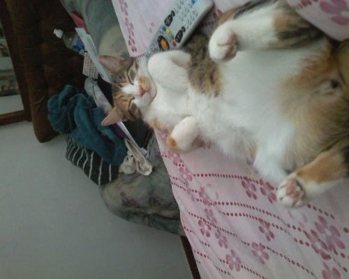 another shot of Tiki while asleep - still in the same position on Deb's bed