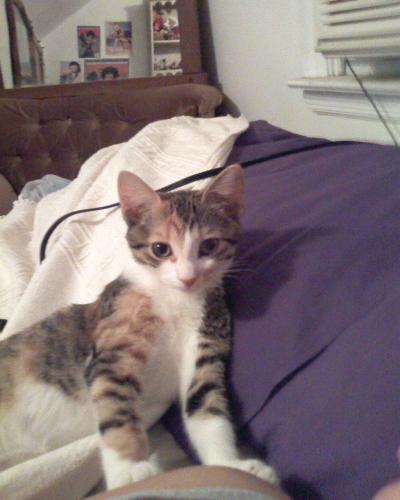 Tiki Cat with her beautiful eyes. - This photo is from August.