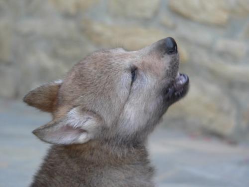lupacchiotto cecoslovacco - wolf baby
