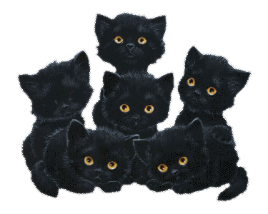 kittens - gattini