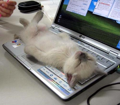 Mouse Is Missing - kitten asleep on computer keyboard