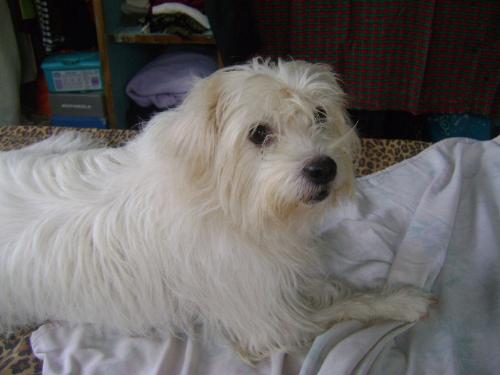 Dog on the Bed - This is my dog Kimmy... and she loves to stay on the bed for the whole day.