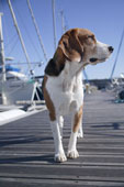Beagle - Picture of a Beagle in a Harbor