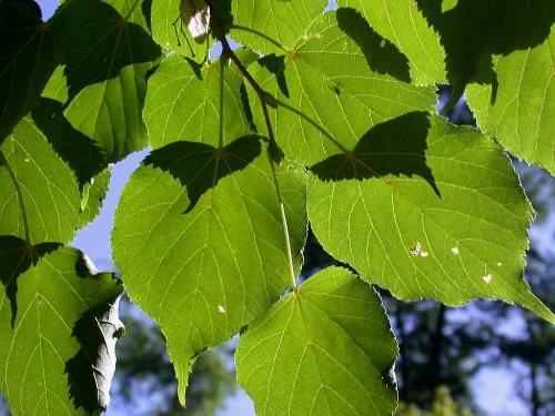 Linden - Linden - our national tree