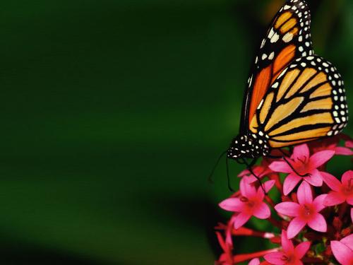 Flawless nature - The butterfly is one of the most beautiful creatures of the earth. This combination of flower and butterfly is certainly looking divine and provides an example of flawless nature!