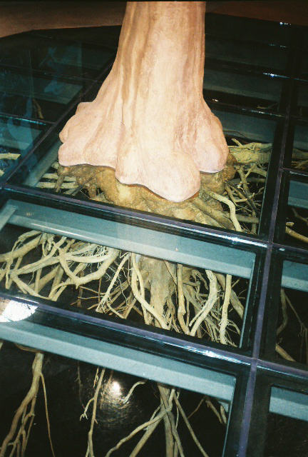 The Roots - The roots of the tree beneath the glass floor at Turtle Bay Museum, Redding, CA.
