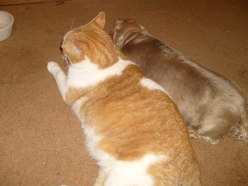The cat who thinks he is a dog or the doxie who th - 'We are one '. The big orange cat lays down with all the dogs. I truly believe that he thinks he is also a dog. And he VERY verbal, so his meows could be his way of ' barking' who knows what a little catnip will do to their minds!!