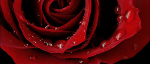 fresh rose - rose