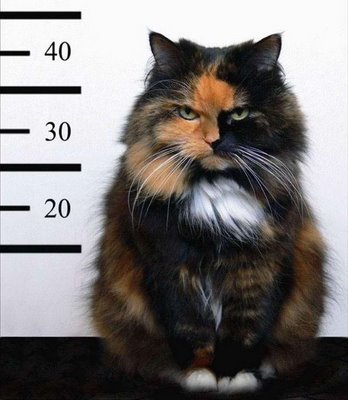 criminal cat - he is don...he is notorious....he is real wicked....want him as ur pet??