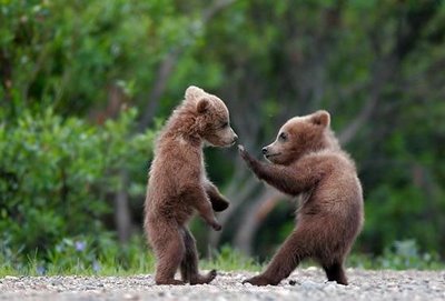 Karate bears - Have them as ur pet...u wont need a bodyguard...