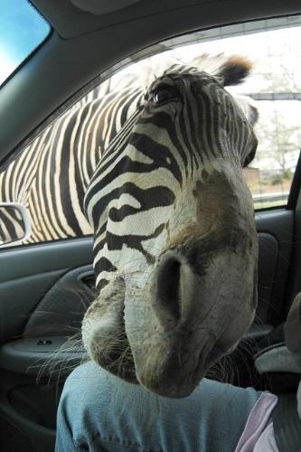 zebra crossed - xcuse me sir...can get a lift to the next stop??