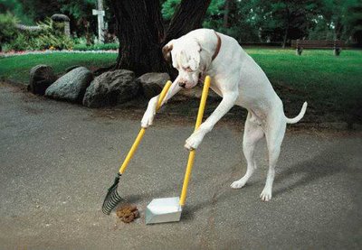 Smart Dog - learn something ...clean ur own dirt....no one is going to do it for u...