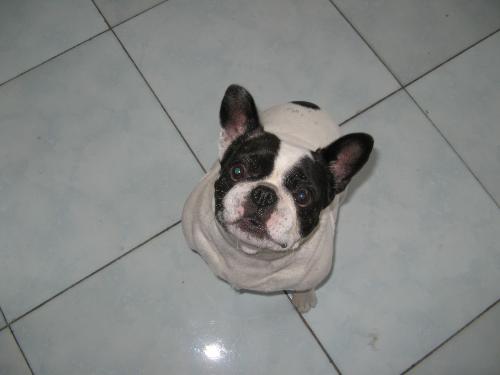 one of my best friends - His name is NiuNiu,about 6 year old.A smart,frisky,chubby dog.